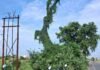 Balrampur NH-730 Danger | Dry Tree Near High Voltage Wire Risks Accident