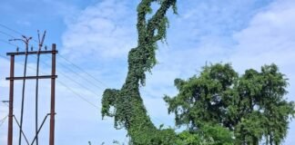 Balrampur NH-730 Danger | Dry Tree Near High Voltage Wire Risks Accident