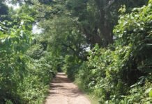 नेवलगढ़ मार्ग पर तेंदुए का डर, ग्रामीण परेशान:सड़क किनारे घनी झाड़ियों की सफाई की मांग लकल