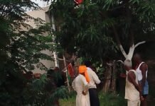 आवारा पशु से टकराकर गिरे पति-पत्नी:बलरामपुर के कोडारी रोड पर हादसा, महिला गंभीर घायल