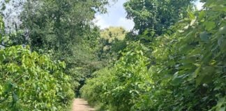 नेवलगढ़ मार्ग पर घनी झाड़ियों से तेंदुए का डर:ग्रामीणों ने वन विभाग से तत्काल सफाई कराने की मांग की