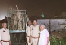 बलरामपुर में 83 भेड़ों पर हमला:लकड़बग्घे की तलाश में जुटा वन विभाग, कैमरों से निगरानी