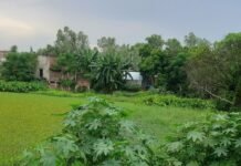 बेलवा विनोहनी के तालाब में गंदगी का अंबार:ग्रामीण परेशान, तत्काल सफाई की मांग