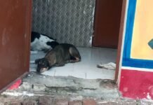 कोडरी दीगर में सामुदायिक शौचालय क्षतिग्रस्त:कई महीनों से खराब, पानी-पाइप नहीं; प्रधान ने नहीं सुनी, अब DM से लगाई गुहार