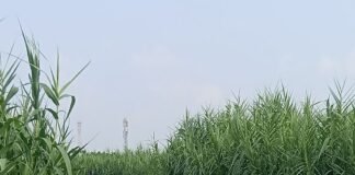 मिठौरा-चौक मार्ग पर झाड़ियों से ढका पुल:राहगीरों को हो रही थी परेशानी; अब 4 दिन में होगी सड़क की सफाई