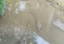 जोगनी के मुख्य मार्ग पर जलभराव:मासूम बच्चे कीचड़ और पानी से होकर स्कूल जाने को मजबूर, ग्रामीणों को भी परेशानी