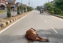 नगर बाजार में पशु की मौत,सड़क पर पड़ा रहा शव:राहगीरों और वाहन चालकों को हुई परेशानी