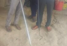 किराना दुकान के रैक में मिला जहरीला सांप:दुकानदार ने देखा तो मचा हड़कंप, वन विभाग की टीम ने किया रेस्क्यू