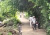 दैनिक भास्कर की खबर का असर:पोखरा बाजार में पीएम मोदी के जन्मदिन पर चला सफाई, सड़क किनारे की झाड़ियां हटाई गईं