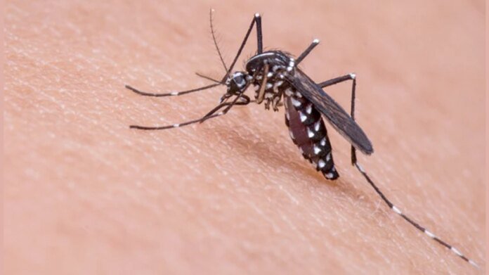 1789698014_dengue_1474960057292.jpg