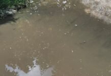 मच्छरों के प्रकोप से बढ़ा बीमारियों का खतरा:बृजमनगंज में लोगों ने दवा छिड़काव और नालियों की सफाई की मांग की