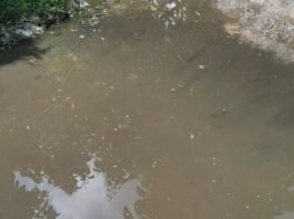 मच्छरों के प्रकोप से बढ़ा बीमारियों का खतरा:बृजमनगंज में लोगों ने दवा छिड़काव और नालियों की सफाई की मांग की