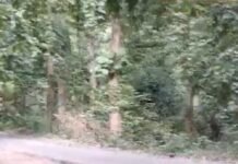 तेंदुए के बढ़ते हमलों से लोगों में डर:महराजगंज की बहुआर-निचलौल सड़क पर लोग घर से निकलने से कतरा रहे