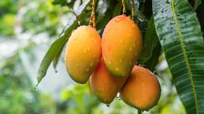 बंपर आम उत्पादन का फॉर्मूला : सही समय पर करें ये तीन छिड़काव, जानें कब और कौन सी दवा डालें? आम बागवानों के लिए जनवरी-फरवरी का महीना काफी अहम होता है।