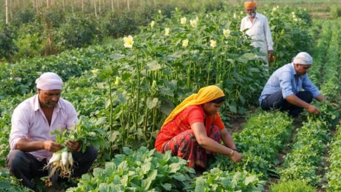 किसानों की कमाई कई गुना : एक खेत, कई फसलें... सहफसली खेती बन रही फसलों का सफल मॉडल