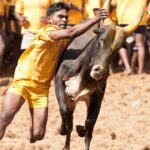 क्या होता है जल्लीकट्टू, जानें इससे जुड़ी प्रथा क्या है?