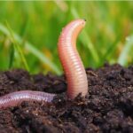 महिला की नाक से निकला 1 इंच लंबा कीड़ा, डॉक्टर्स भी हुए हैरान