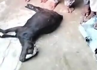 सुजौली में तेंदुए का आतंक, दो मवेशियों की मौत:ग्रामीणों ने वन विभाग से सुरक्षा और पिंजरा लगाने की मांग की