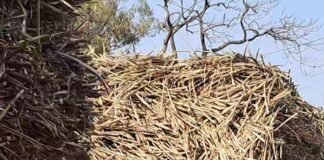 गन्ना किसानों के लिए नई आपूर्ति नीति:महिला, दिव्यांग और छोटे किसानों को प्राथमिकता, बलरामपुर में पर्ची पर 20% ज्यादा तौल की सुविधा