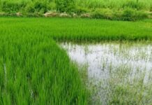 सरयू नहर कटी, हुसैनाबाद बाजार की ओर बढ़ा पानी:स्थानीय निवासियों ने आवागमन बाधित होने की आशंका जताई
