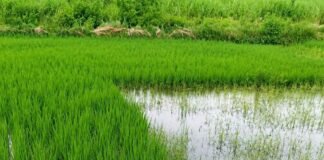 सरयू नहर कटी, हुसैनाबाद बाजार की ओर बढ़ा पानी:स्थानीय निवासियों ने आवागमन बाधित होने की आशंका जताई