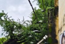 पयागपुर में जलभराव से पेड़ गिरा, तीन खंभे टूटे:नई बस्ती में विद्युत आपूर्ति बाधित, लोगों को परेशानी