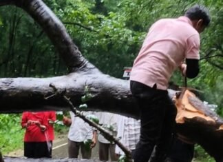 कतर्निया जंगल में विशाल पेड़ गिरा, रास्ता बंद:बहराइच के मोतीहा-पटनियां मार्ग पर आवागमन बाधित