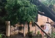 पेड़ गिरने से बिजली का खंभा टूटा, आपूर्ति ठप:नई बस्ती में 12 घंटे बाद भी बिजली बहाल नहीं, लोग परेशान