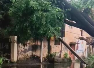 पेड़ गिरने से बिजली का खंभा टूटा, आपूर्ति ठप:नई बस्ती में 12 घंटे बाद भी बिजली बहाल नहीं, लोग परेशान