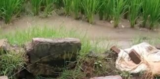अचरौरा में सरकारी नलकूप की हौदी टूटी:किसानों को सिंचाई में परेशानी, पानी बर्बाद हो रहा; मरम्मत की मांग