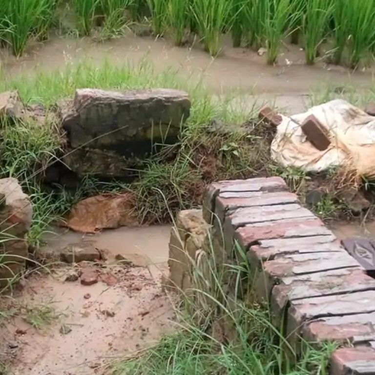 अचरौरा में सरकारी नलकूप की हौदी टूटी:किसानों को सिंचाई में परेशानी, पानी बर्बाद हो रहा; मरम्मत की मांग