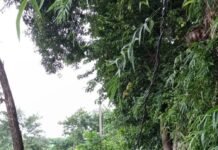 कलेक्टर पुरवा में 11 KV लाइन पर गिरा पेड़:जरवल देहात फीडर की बिजली गुल, शटडाउन से दर्जनों गांवों के लोग परेशान