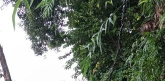 कलेक्टर पुरवा में 11 KV लाइन पर गिरा पेड़:जरवल देहात फीडर की बिजली गुल, शटडाउन से दर्जनों गांवों के लोग परेशान