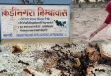 श्राद्ध पक्ष में चींटियों को क्यों खिलाया जाता है दाना? जानें कीड़ी-नगरा से परंपरा