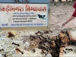 श्राद्ध पक्ष में चींटियों को क्यों खिलाया जाता है दाना? जानें कीड़ी-नगरा से परंपरा
