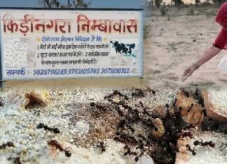श्राद्ध पक्ष में चींटियों को क्यों खिलाया जाता है दाना? जानें कीड़ी-नगरा से परंपरा