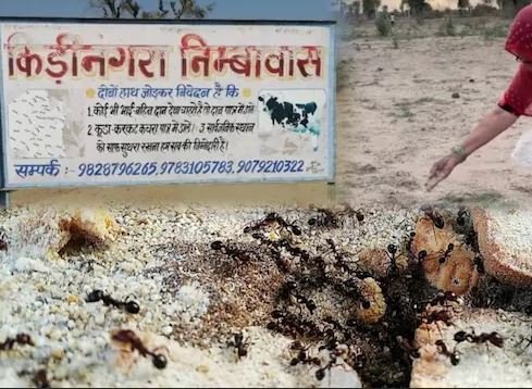 श्राद्ध पक्ष में चींटियों को क्यों खिलाया जाता है दाना? जानें कीड़ी-नगरा से परंपरा