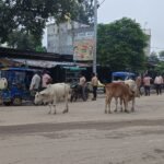 मल्हीपुर चौराहे पर पशुओं का जमावड़ा:राहगीरों को आवागमन में परेशानी, दुर्घटना की आशंका; स्थानीय लोगों ने की कार्रवाई की मांग