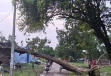 श्रावस्ती में आंधी से विशालकाय पेड़ गिरा:रास्ता बंद होने से लोगों को जान जोखिम में डालकर निकलना पड़ रहा