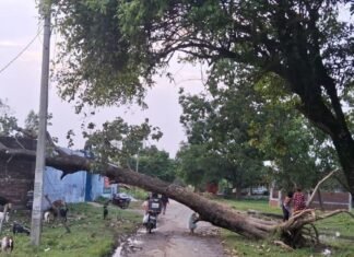 श्रावस्ती में आंधी से विशालकाय पेड़ गिरा:रास्ता बंद होने से लोगों को जान जोखिम में डालकर निकलना पड़ रहा