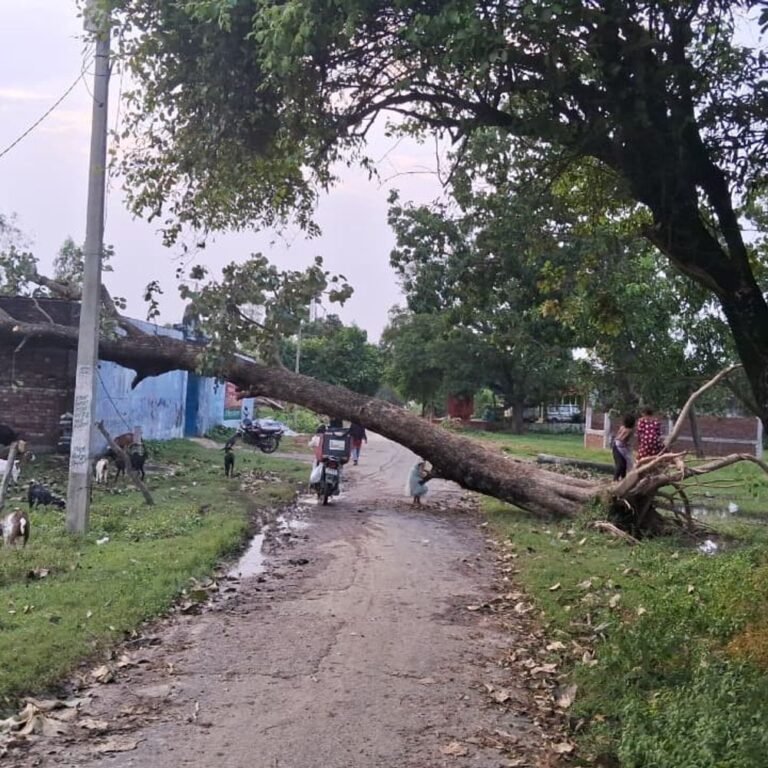श्रावस्ती में आंधी से विशालकाय पेड़ गिरा:रास्ता बंद होने से लोगों को जान जोखिम में डालकर निकलना पड़ रहा