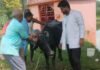 Balrampur Pashupalak Veterinary Service | 1962 MVU Help at Home