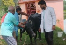 Balrampur Pashupalak Veterinary Service | 1962 MVU Help at Home