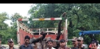 खैर की अवैध कटान करते 4 लोग पकड़े गए:श्रावस्ती और बलरामपुर में 13 बोटे लकड़ी और पिकअप बरामद, कत्था फैक्ट्रियों में भेजने की थी तैयारी