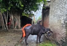 श्रावस्ती में झोलाछाप डॉक्टर ने भैंस को लगाया गलत इंजेक्शन:किसान ने 25 हजार रुपये ठगने का आरोप लगाया, पुलिस से कार्रवाई की मांग की