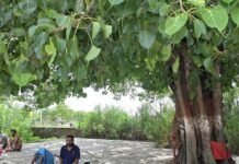 तुलसीपुर का प्राचीन पिंडदान स्थल बदहाल:गंदगी और जलभराव से श्रद्धालु परेशान, जीर्णोद्धार कराने की मांग