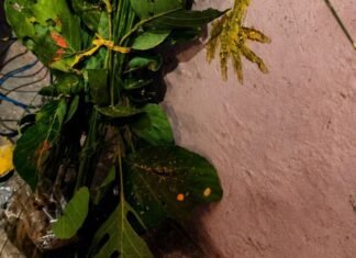 हल छठ पर्व पर माताओं ने रखा निर्जला व्रत:संतान की लंबी आयु और उज्ज्वल भविष्य की कामना