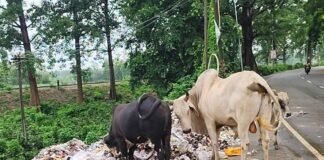 मिहीपुरवा में सफाई कर्मचारी आबादी के बीच फेंक रहे कूड़ा:दुकानदारों को सांस लेने में दिक्कत, कई बार मना करने पर भी नहीं मान रहे; सभासद ने संज्ञान लिया
