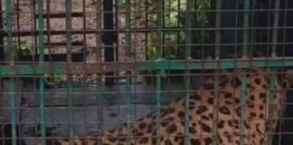 कतर्नियाघाट में आदमखोर तेंदुआ पिंजरे में कैद:युवक की मौत के बाद वन विभाग ने लगाया पिंजरा, महबूबनगर गांव में भोर में फंसा
