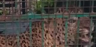महबूबनगर में आदमखोर बाघ पिंजरे में कैद:एक व्यक्ति को मारने के बाद ग्रामीणों में दहशत थी, अब राहत की सांस ली